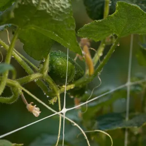 Hortonova Trellis (6 1/2' x 3280' Roll)