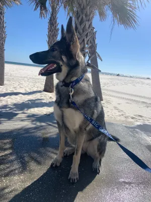 SMALL TOWN, BIG BEACH™ Dog Leash