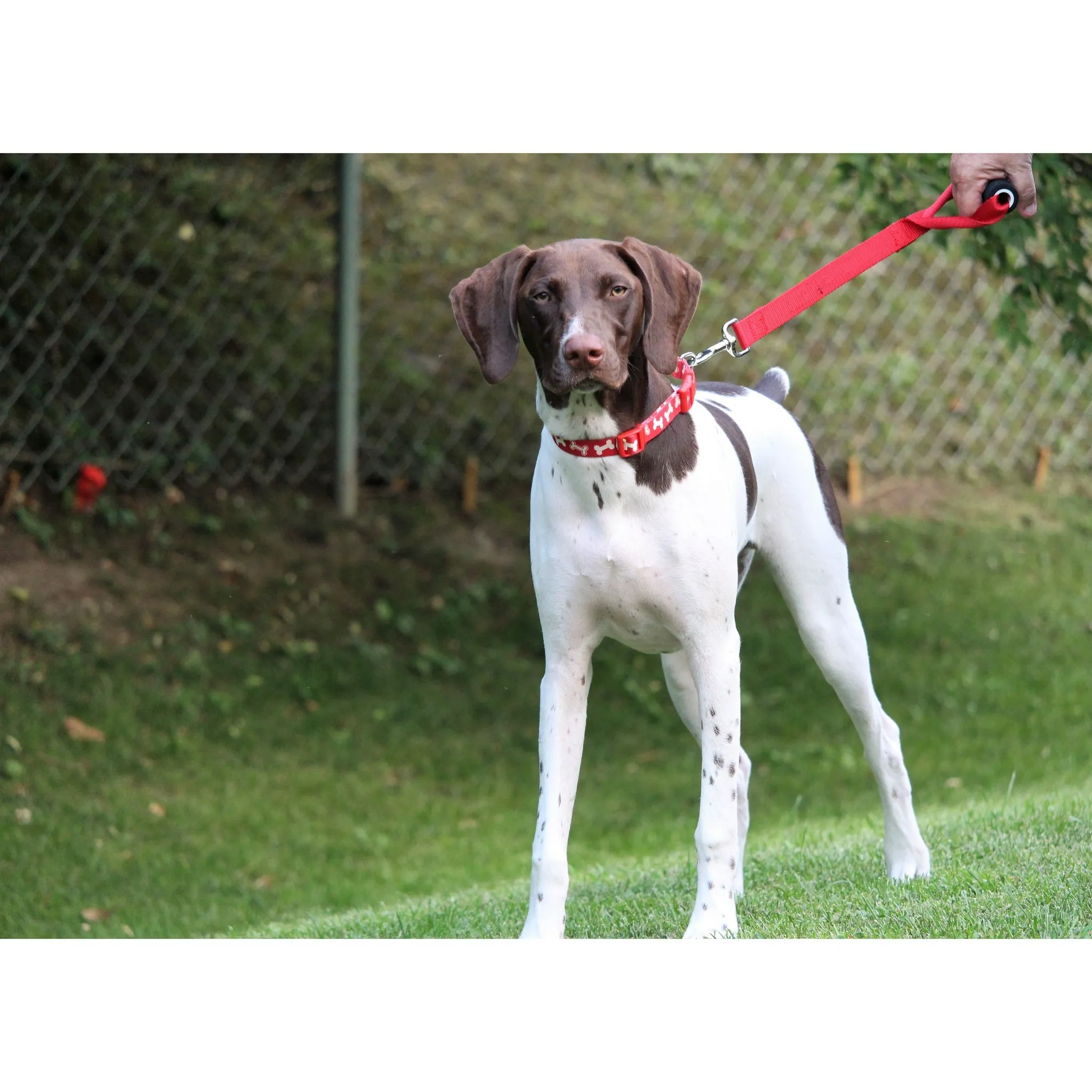 Traffic Handler - Heavy Duty Short Dog Leash for Large Dogs